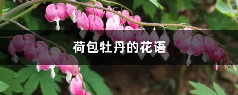 荷包牡丹的花語和寓意，有什麼傳說故事