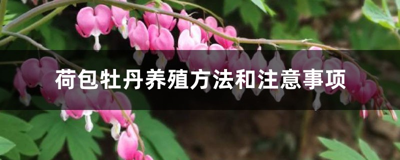 荷包牡丹養殖方法和注意事項