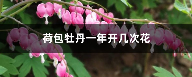 荷包牡丹一年開幾次花，花語是什麼，花期怎麼養護？