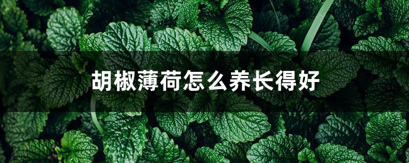 胡椒薄荷怎麼養長得好