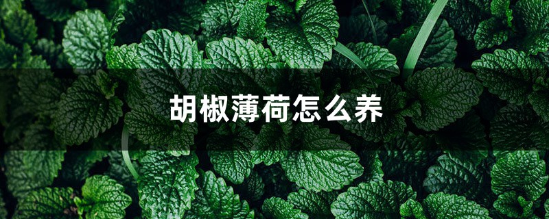 胡椒薄荷怎麼養