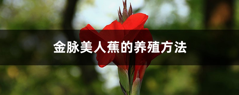 金脈美人蕉的養殖方法和注意事項