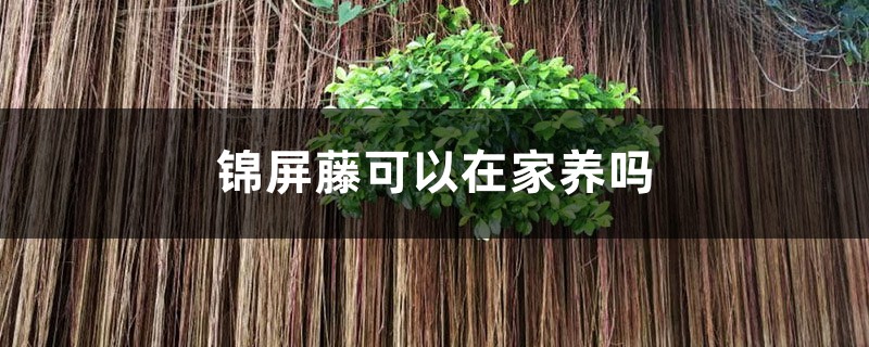 錦屏藤可以在家養嗎