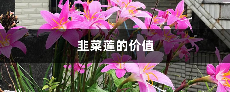 韭菜蓮的價值