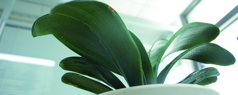 君子蘭什麼顏色好