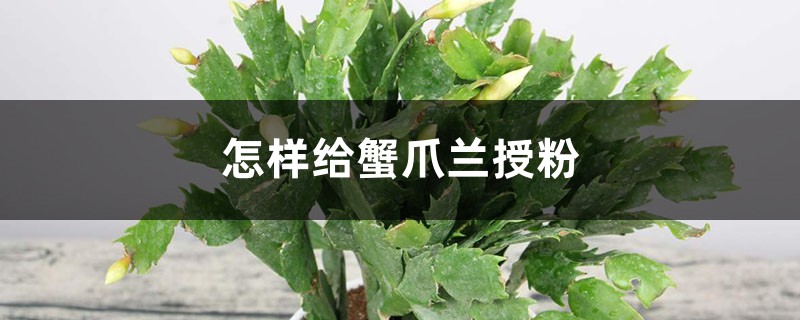 開花的蟹爪蘭，棉籤擦一下，結籽千千萬，撒土裡冒一盆苗！