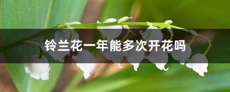 鈴蘭花一年能多次開花嗎，怎麼養開花多