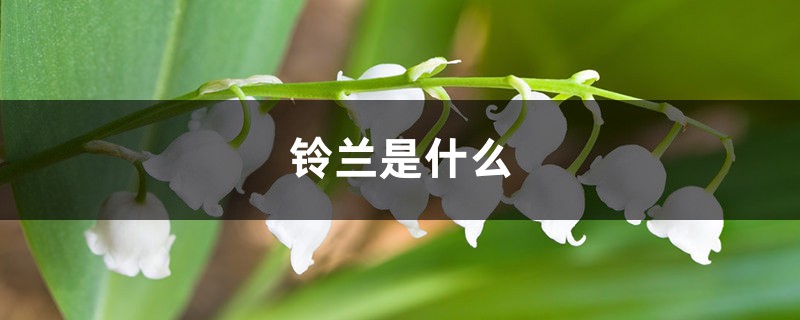 鈴蘭是什麼，怎麼繁殖