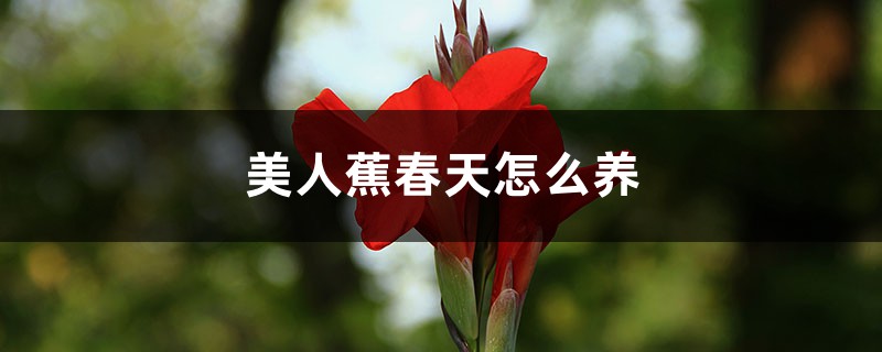 美人蕉春天怎麼養