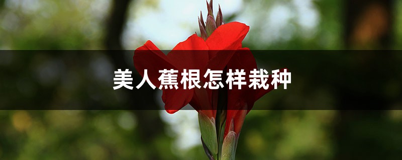 美人蕉怎樣栽種