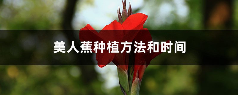 美人蕉種植方法和時間
