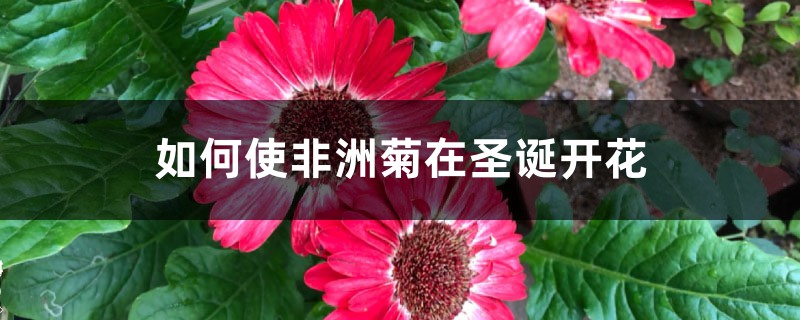 如何使非洲菊在聖誕開花