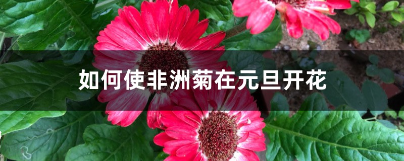 如何使非洲菊在元旦開花