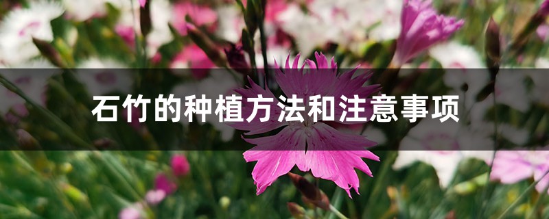 石竹的種植方法和注意事項
