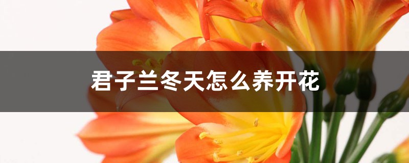 她家的君子蘭，每年春節都開爆，原來澆了這種水！