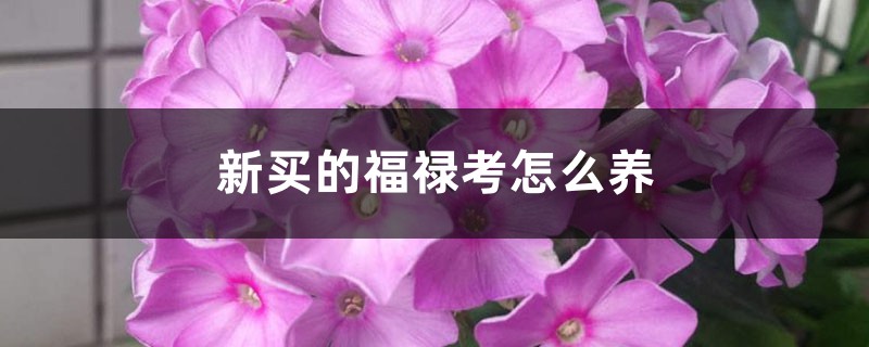 新買的福祿考怎麼養