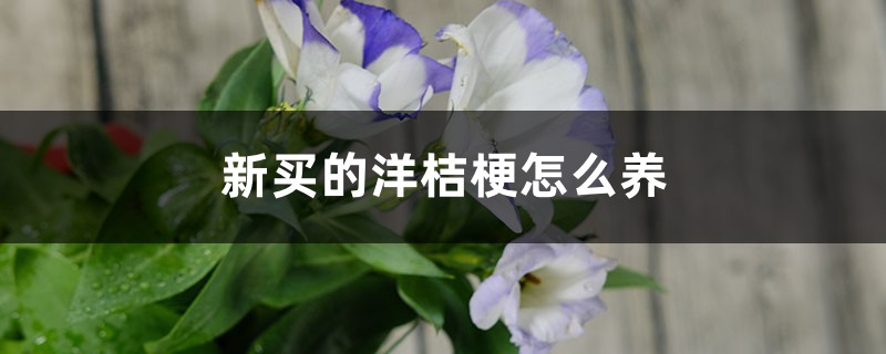 新買的洋桔梗怎麼養