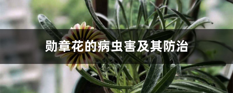 勳章花的病蟲害及其防治