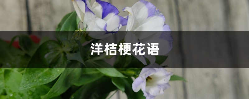 洋桔梗花語，洋桔梗的種植方法