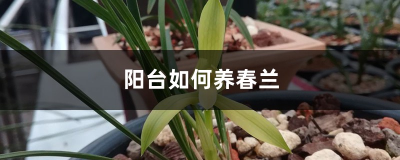陽臺如何養春蘭，需要注意什麼
