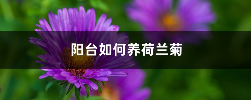 陽臺如何養荷蘭菊，需要注意什麼