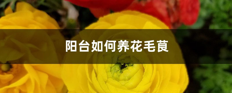 陽臺如何養花毛茛，需要注意什麼