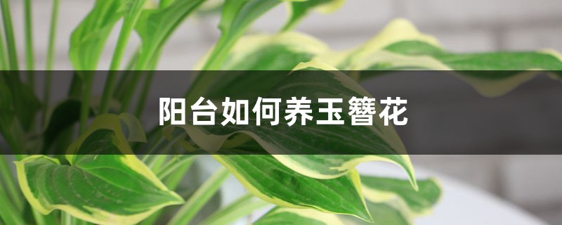 陽臺如何養玉簪花，需要注意什麼