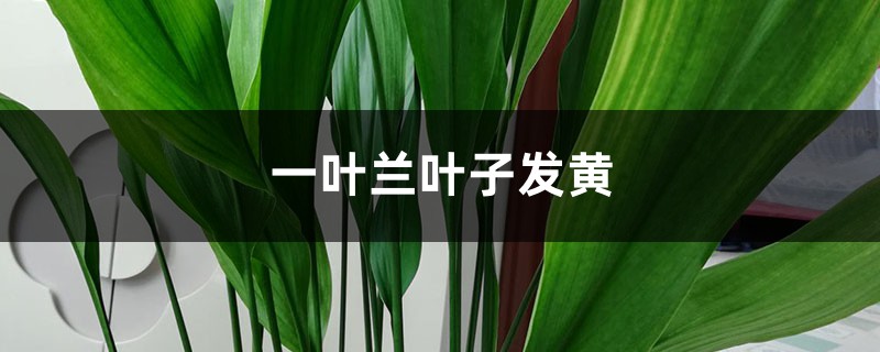一葉蘭黃葉的原因和處理辦法