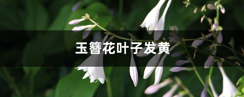 玉簪花黃葉的原因和處理辦法