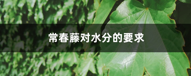 常春藤對水分的要求