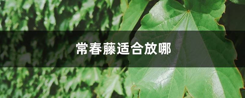 常春藤適合放哪，能不能放陽臺養