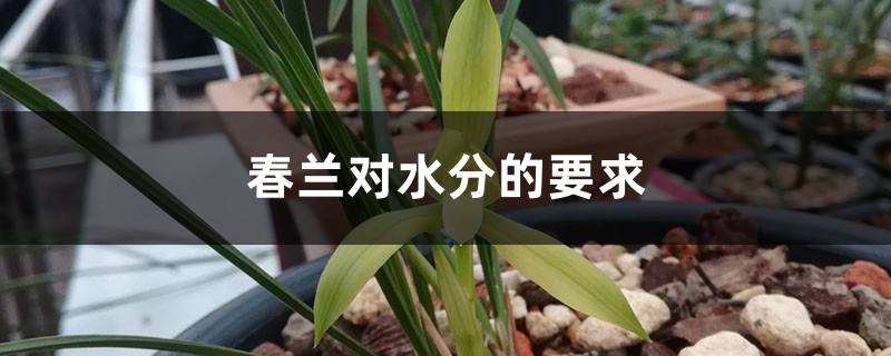 春蘭對水分的要求