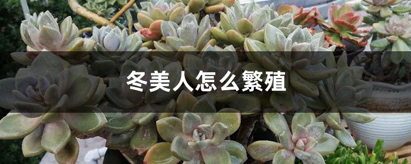 冬美人怎麼繁殖