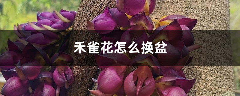 禾雀花怎麼換盆