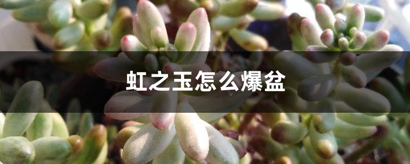 虹之玉怎麼爆盆