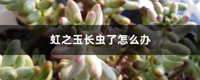 虹之玉長蟲了怎麼辦