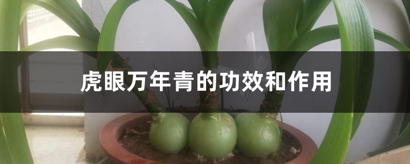 虎眼萬年青的功效和作用