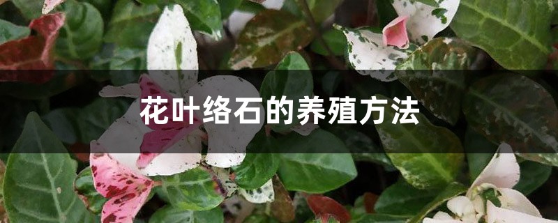 花葉絡石的養殖方法