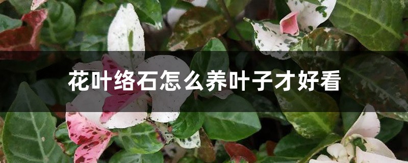 花葉絡石怎麼養葉子才好看