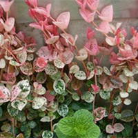 花葉絡石