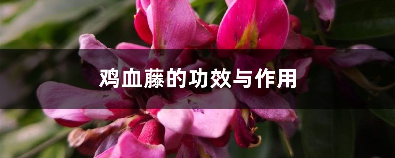 雞血藤的功效與作用，雞血藤的圖片