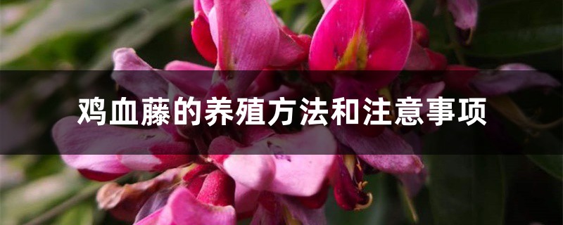 雞血藤的養殖方法和注意事項