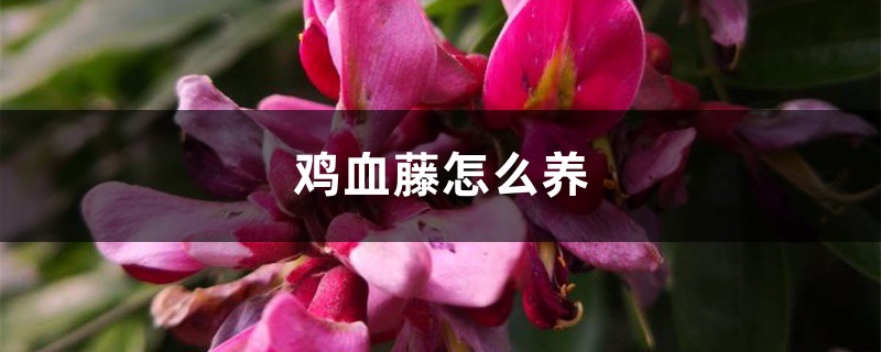 雞血藤怎麼養