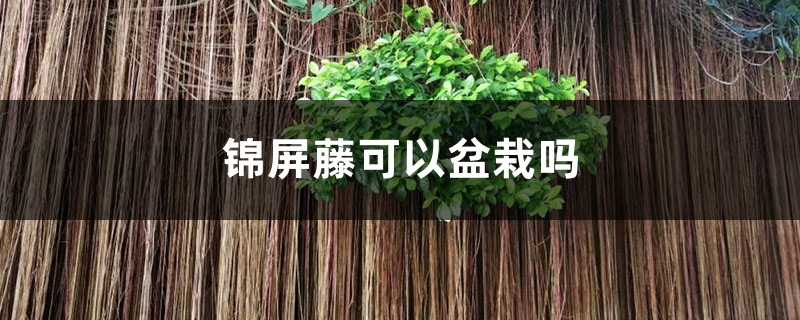 錦屏藤可以盆栽嗎