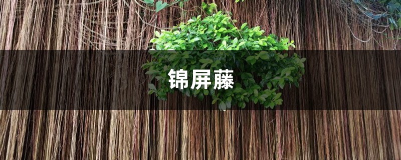 錦屏藤葉片背部有黑點怎麼辦?這樣就不會有了！