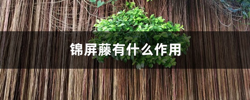 錦屏藤有什麼作用