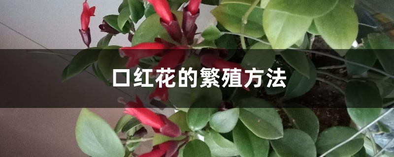 口紅花的繁殖方法