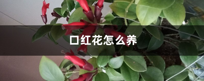 口紅花怎麼養