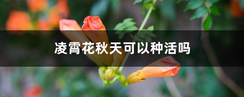 凌霄花秋天可以種活嗎，如何種植