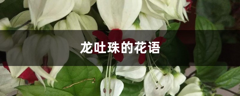 龍吐珠的花語和寓意，送人有什麼禁忌